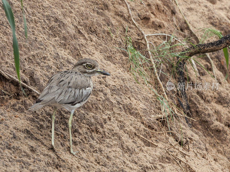 Water Thick-knee, fka Water Dikkop, Burhinus vermiculatus，